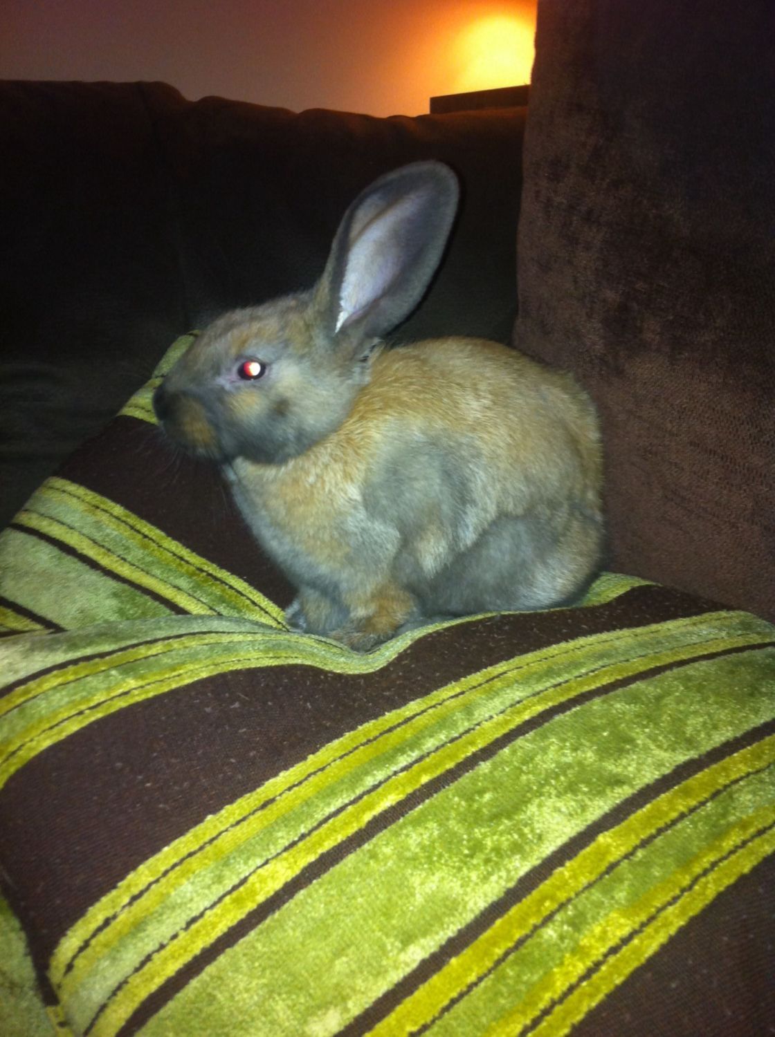 IMG            This is my amazing bunny Mr Darcy